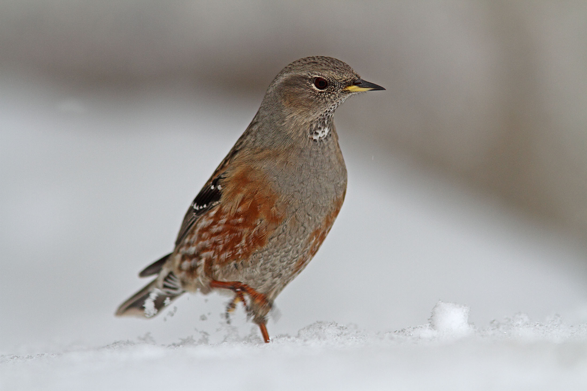 Fotografia prezentuje płochacza halnego stojącego na śniegu. Jest niewielkim ptakiem, ma czarno‑żółty dziób, pomarańczowe nogi, brązowe upierzeniem z wierzchu ciała, szarą głową z czarnymi kropkami na gardle i rdzawymi smugami po bokach ciała.