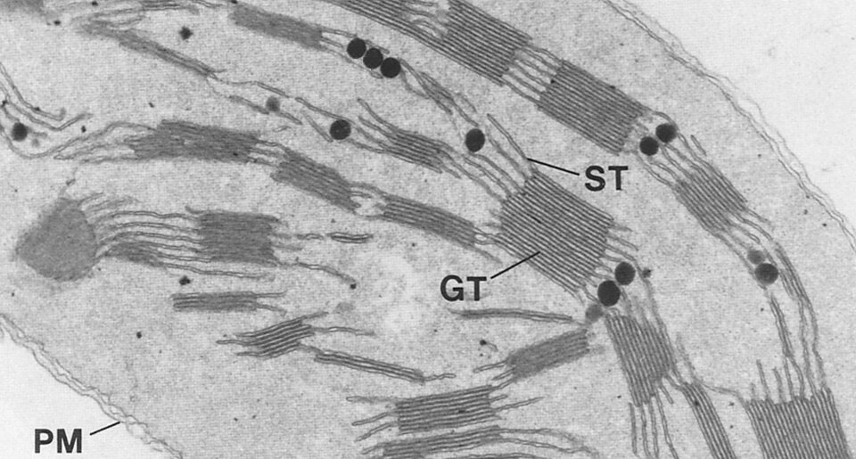 Ilustracja przedstawia chloroplast obserwowany pod transmisyjnym mikroskopem elektronowym. Dzięki znacznemu przybliżeniu możemy wyróżnić poszczególne elementy budowy tego organellum, w którego skład wchodzą między innymi grana, czyli zwarte stosy spłaszczonych tylakoidów oraz tylakoidy stromy będące pojedynczymi pęcherzykami tylakoidów łączących grana. Cała komórka otoczona jest przez nieregularną błonę plazmatyczną. 
