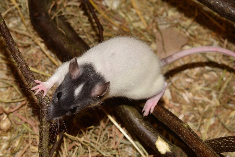Fotografia prezentuje szczura z czarną głową z białą plamką na środku i białym tułowiem, gryzącego patyk. Ogon różowy, bez sierści.