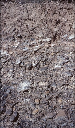 Zdjęcie prezentuje profil gleby kamienistej. Od góry występuje warstwa o odcieniu brązowawym, a pod nią warstwa mająca zabarwienie szare przez wielką liczbę kamieni w tym kolorze.