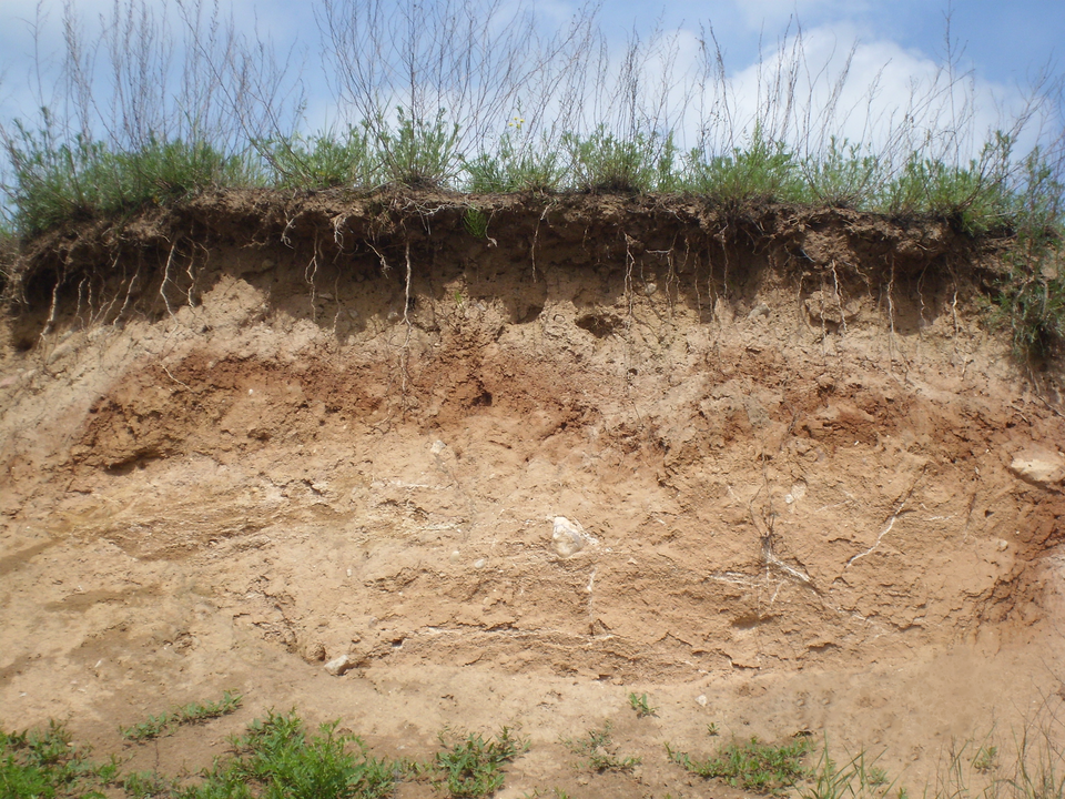Zdjęcie przedstawia odsłonięty fragment gleby. Część terenu się osunęła. Na szczycie rośną trawy. Widać zwisające korzenie. Pod trawą jest warstwa żółtej gleby.  