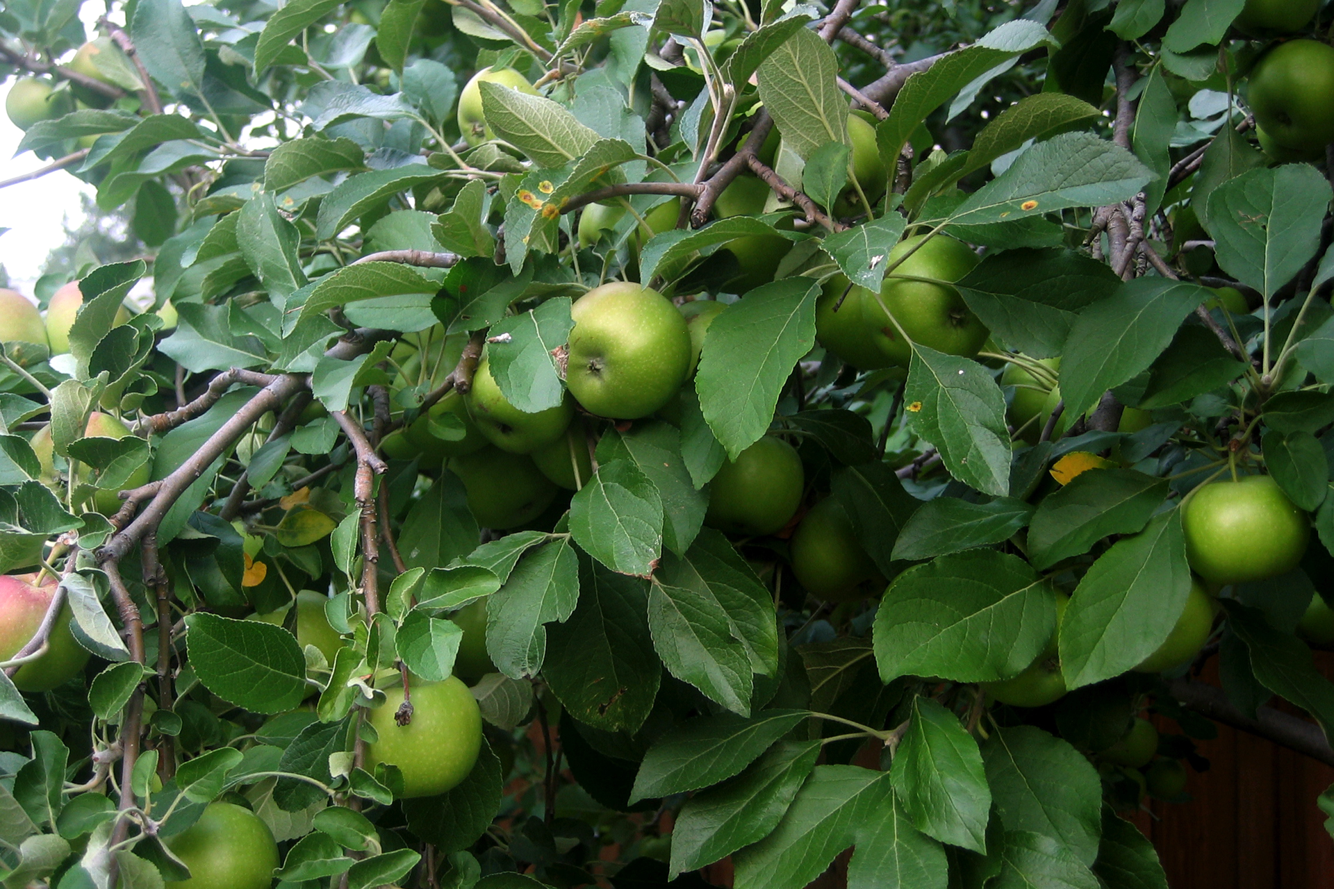 Zdjęcie przedstawiające niedojrzałe, zielone jabłka wiszące na drzewie