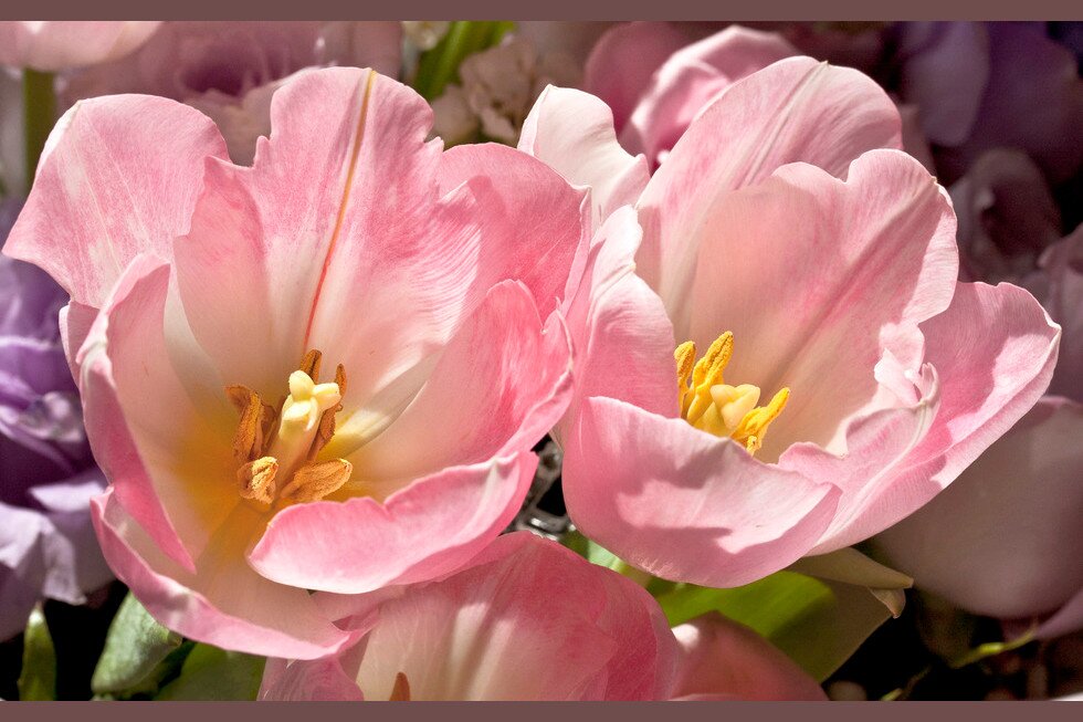 Fotografia przedstawiająca rozwinięte kwiaty tulipanów.