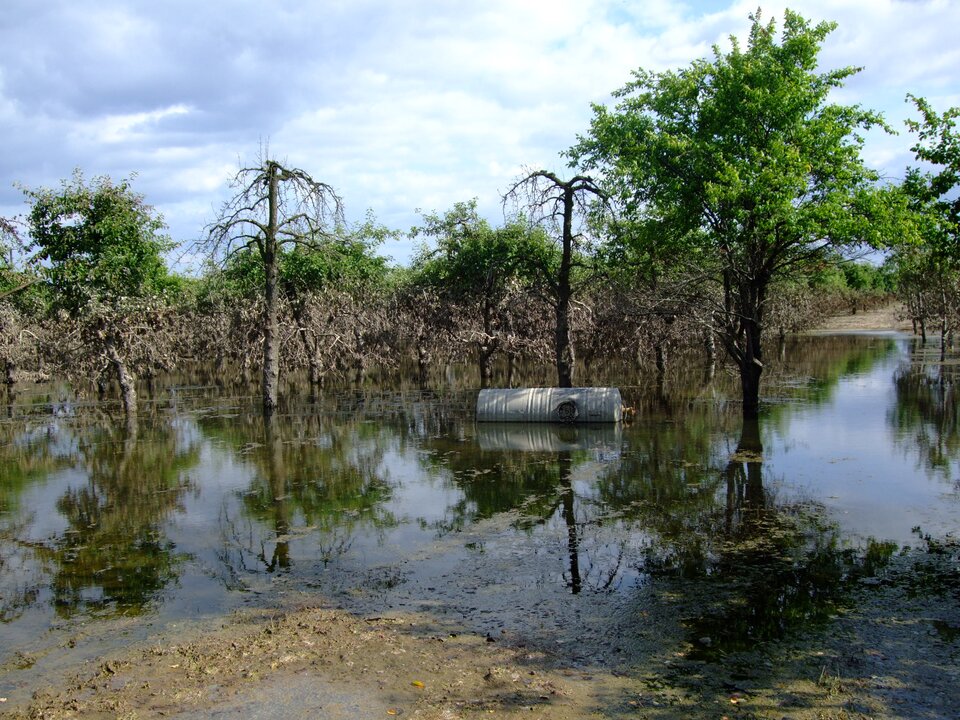 Na ilustracji widać rozległy teren porośnięty drzewami owocowymi. teren zalany jest płytką wodą, niektóre drzewa są pozbawione liści, wyglądają jakby niedawne były zalane wodą. W wodzie leży przewrócona, metalowa beczka. 