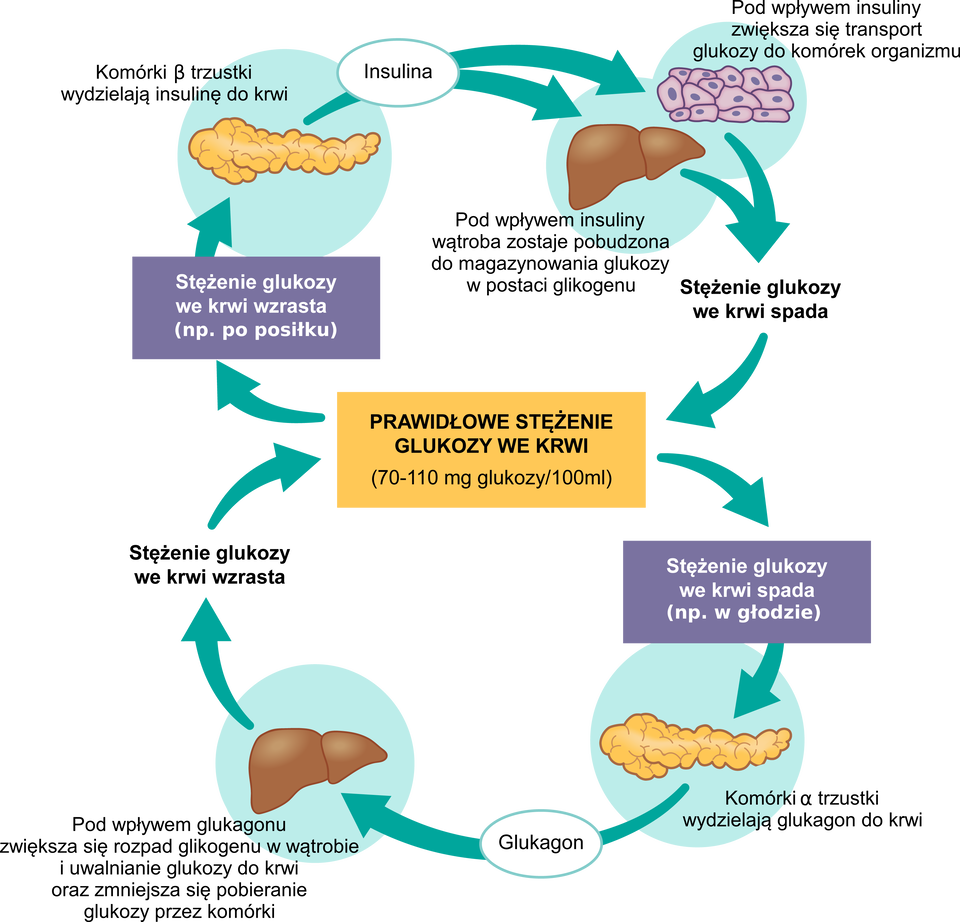 Schemat przedstawia proces utrzymania odpowiedniego stężenia glukozy we krwi. Na środku w żółtej ramce jest napis. Prawidłowe stężenie glukozy we krwi. 70–110 miligramów glukozy na 100 mililitrów. Nad i pod ramką narysowane są koliste schematy ze strzałkami. Ten na górze przedstawia proces utrzymania odpowiedniego stężenia glukozy we krwi w przypadku jej wzrostu, a ten dole w przypadku jej spadku. Górny proces przedstawia się następująco. 1. Stężenie glukozy we krwi wzrasta (np. po posiłku). 2. Komórki B trzustki wydzielają insulinę do krwi. Obok narysowana jest trzustka. Ma podłużny, nieregularny kształt i żółty kolor. 3. Pod wpływem insuliny zwiększa się transport glukozy do komórek organizmu. Obok narysowane są jasnoróżowe komórki. Pod wpływem insuliny wątroba zostaje pobudzona do magazynowania glukozy w postaci glikogenu. Obok narysowana jest wątroba. 4. Stężenie glukozy we krwi spada. Stężenie glukozy we krwi jest ponownie prawidłowe. Dolny proces przedstawia się następująco. 1. Stężenie glukozy we krwi spada (np. w głodzie). 2. Komórki A trzustki wydzielają glukagon do krwi. Obok jest narysowana trzustka. 3. Pod wpływem glukagonu zwiększa się rozpad glikogenu w wątrobie i uwalnianie glukozy do krwi oraz zmniejsza się pobieranie glukozy przez komórki. Obok narysowana jest wątroba. 4. Stężenie glukozy we krwi wzrasta. Stężenie glukozy we krwi jest ponownie prawidłowe. 