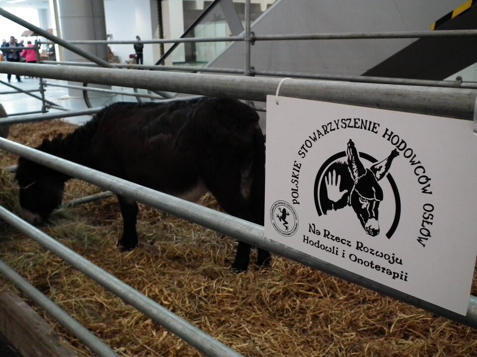 Zdjęcie przedstawia salę wystawową. W jej części zrobiona jest zagroda, w której znajduje się osioł. Na zagrodzie widnieje napis: Polskie Stowarzyszenie Hodowców Osłów na Rzecz Rozwoju Hodowli i Onoterapii.