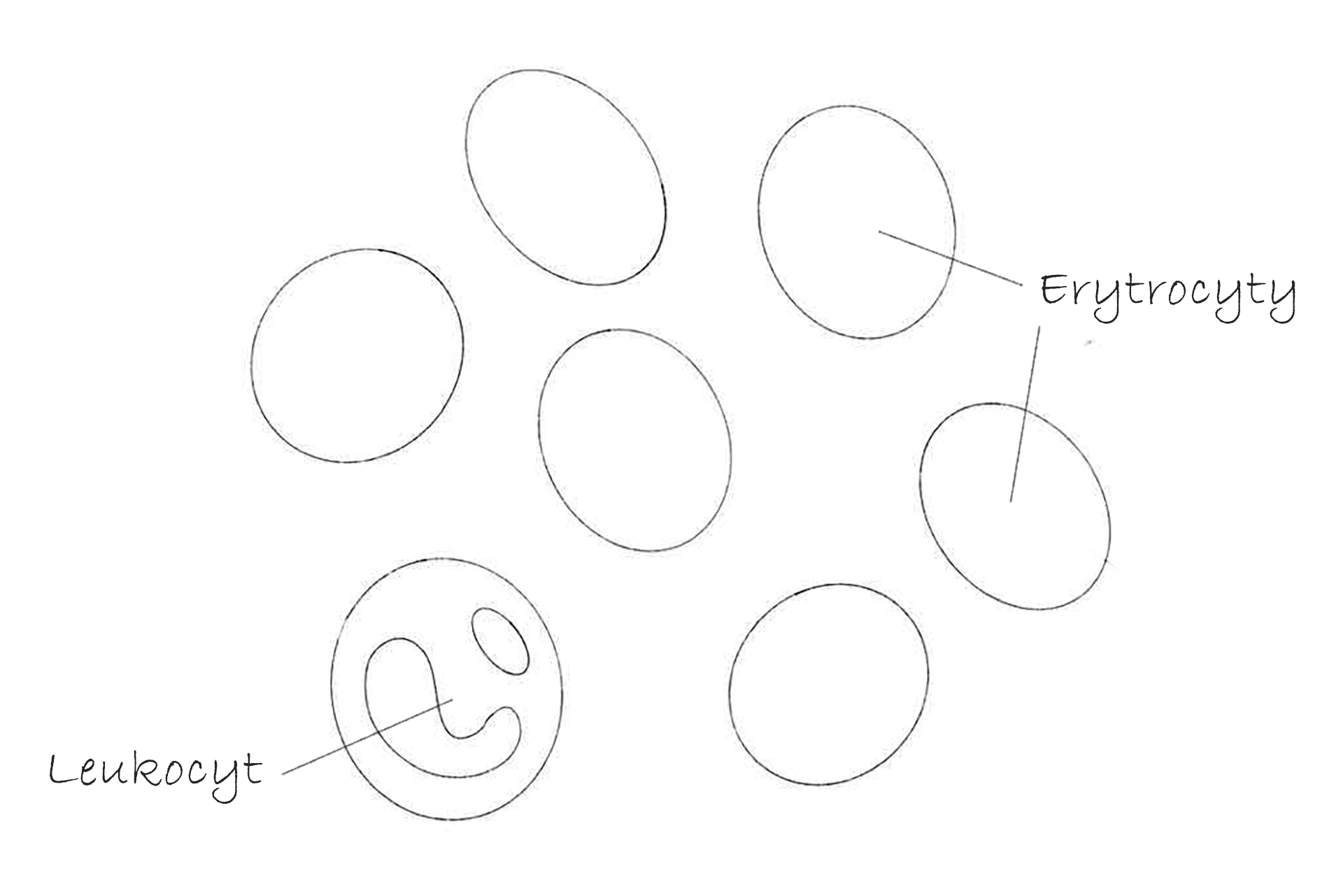 Rysunek preparatu komórek krwi.