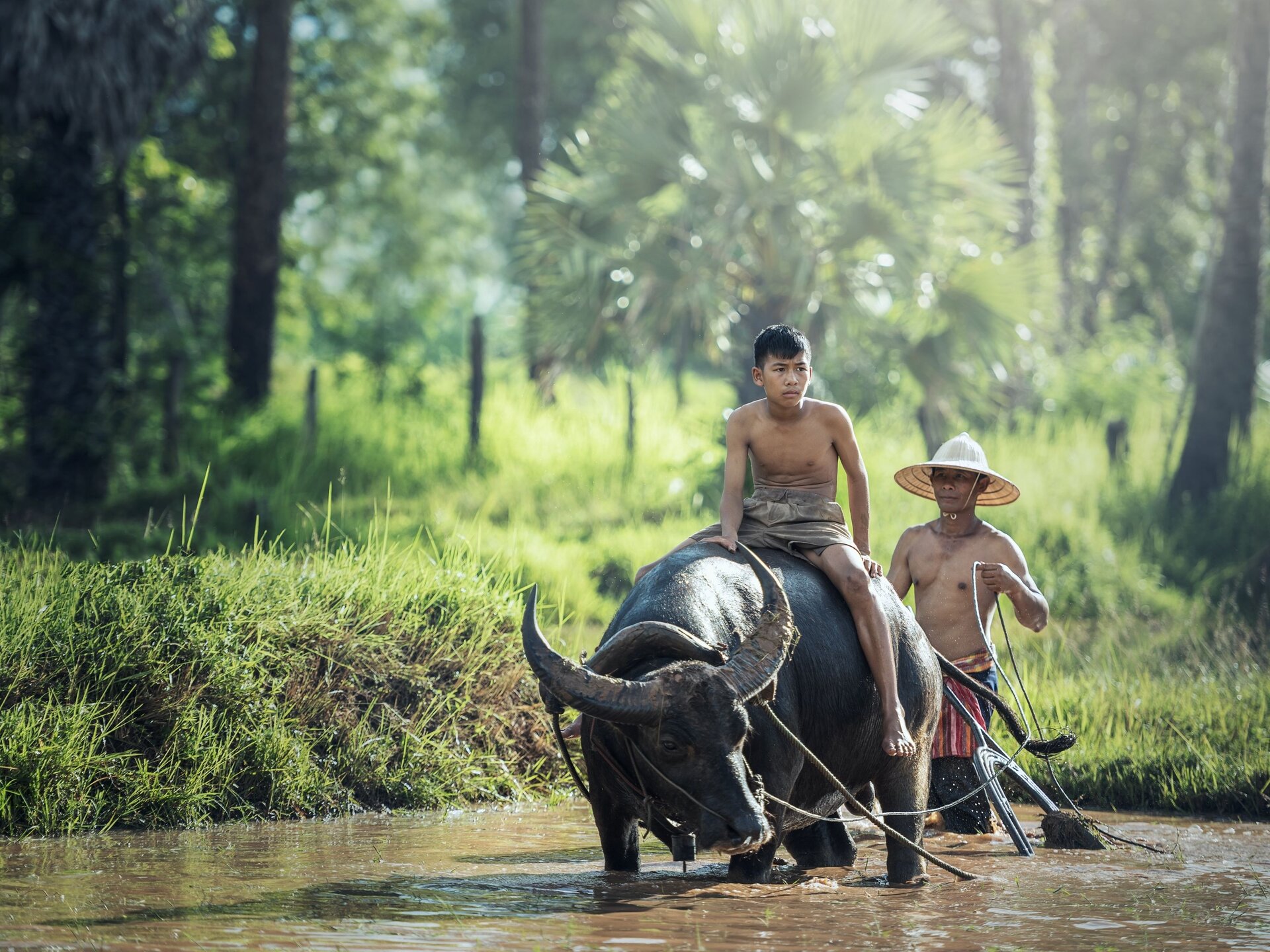 Zdjęcie przedstawia mężczyzn podczas przeprawy przez wodę w tym jednego siędzącego na bawole drugi zaś idzie z tłu trzymając lejce a na głowie ma słomiany kapelusz.