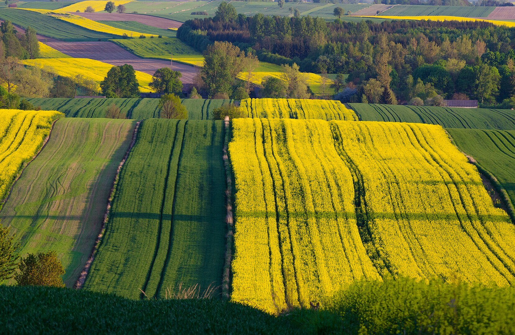 Na zdjęciu podłużne pola uprawne w kształcie pasów. Teren pofalowany, na drugim planie między polami drzewa.