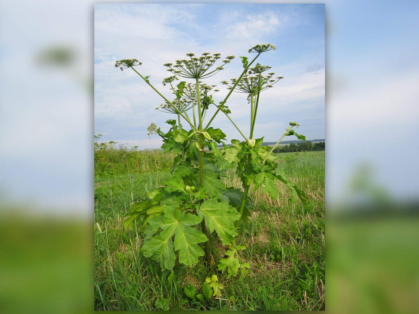 Fotografia przedstawia łąkę, na której rośnie Barszcz Sosnowskiego. Ma kwiatostany w kształcie baldachimów. Jest to silnie toksyczna roślina. Dotknięcie jej skutkuje pojawieniem się na skórze pęcherzy i zaczerwieniania.