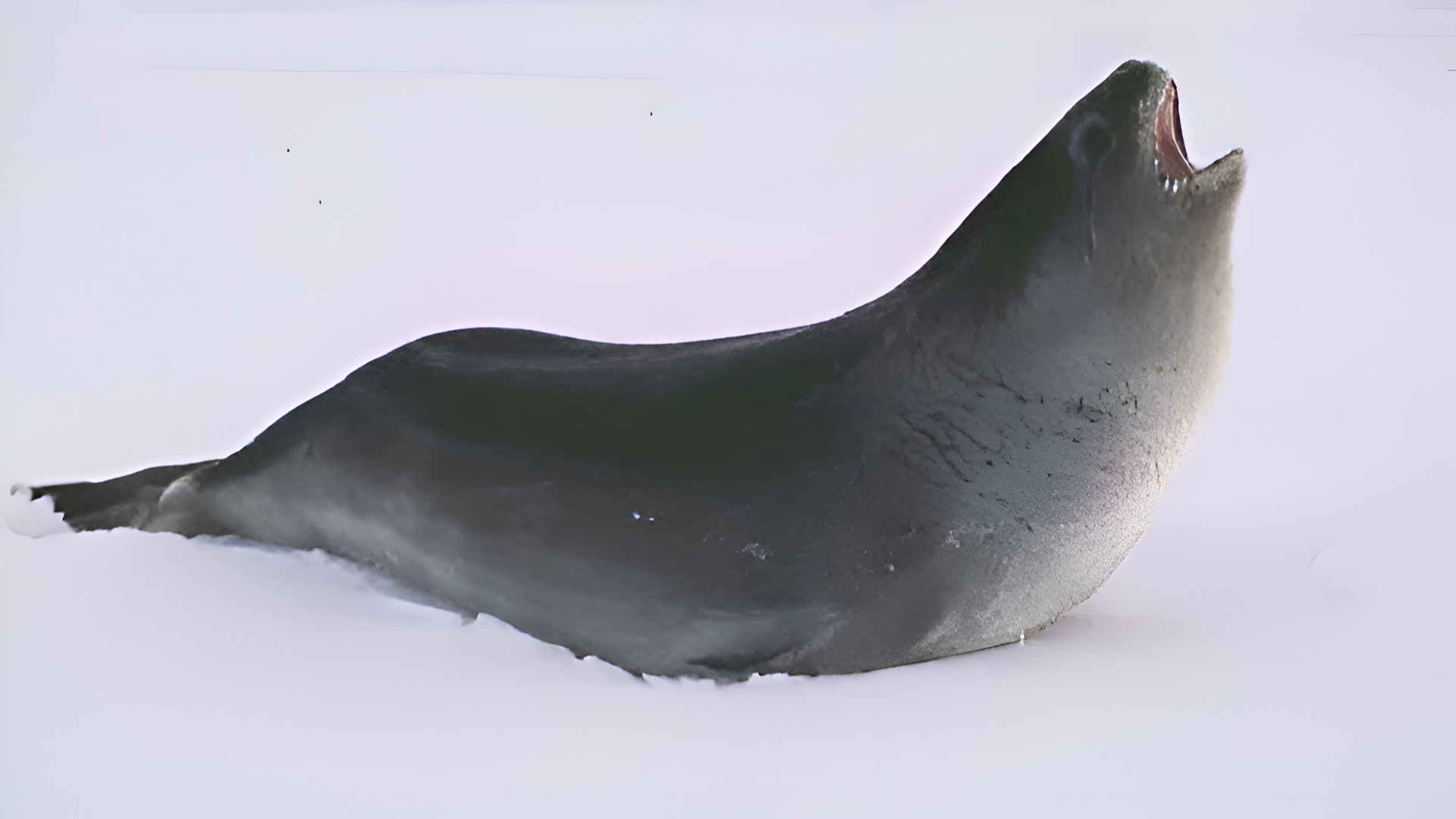 Zdjęcie przedstawia foczkę małą na śniegu. Jest to duże szare zwierzę. Posiada ogon zakończony dużą płetwą oraz dwie mniejsze płetwy po bokach ciała.