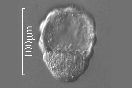 Ilustracja przedstawia blastocystę myszy w powiększeniu.  W jej budowie możemy wyróżnić lekko wklęsłą jamę blastocysty, pojedynczy pierścień trofoblastu oraz węzeł zarodkowy, znajdujący się na południowym biegunie struktury. 