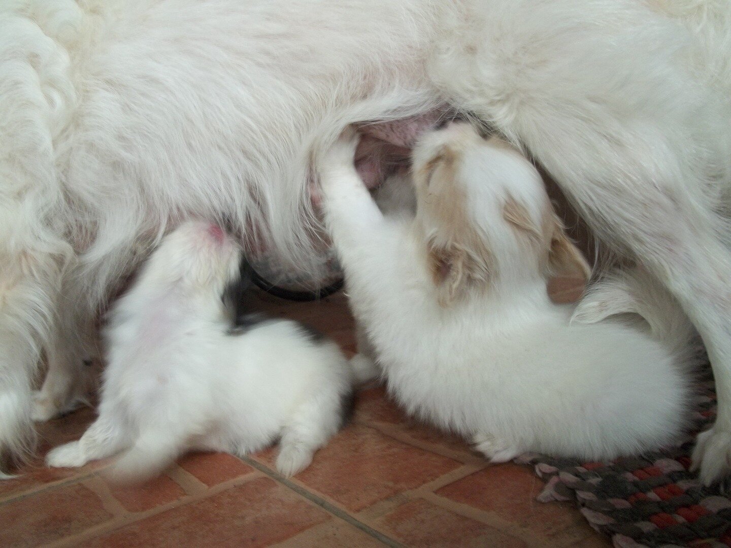 Fotografia przedstawia zbliżenie dwóch białych szczeniąt ssących mleko matki. Jeden z nich - po prawej stronie zdjęcia - jest większy i opiera się przednimi łapkami o brzuch suki. Drugi ma uniesioną tylko głowę, łapki na podłodze. Suka ma długą, białą sierść. Psy leżą na brązowej posadzce.