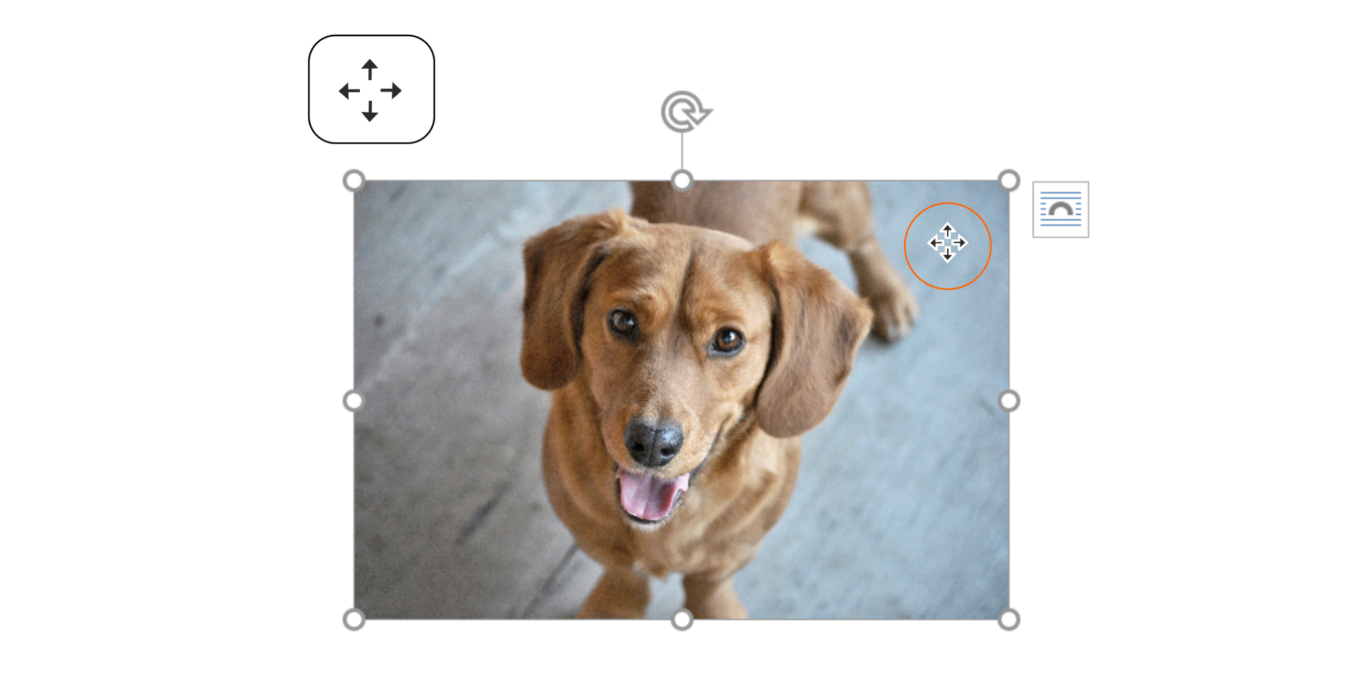 Ilustracja przedstawia zdjęcie psa z zaznaczoną ikoną przenoszenia obrazu.  Dwie dwustronne zakończone grotami strzałki skrzyżowane ze sobą.