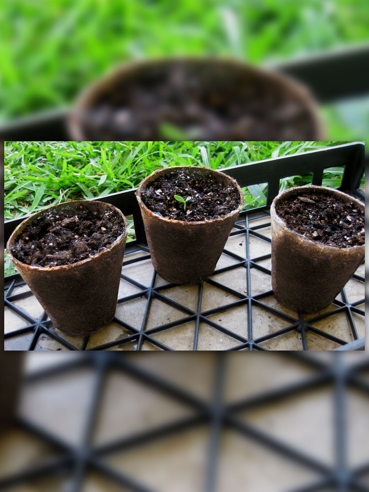 Fotografia przedstawiająca trzy, małe doniczki wypełnione ziemią. Doniczki wykonane są z torfu.
