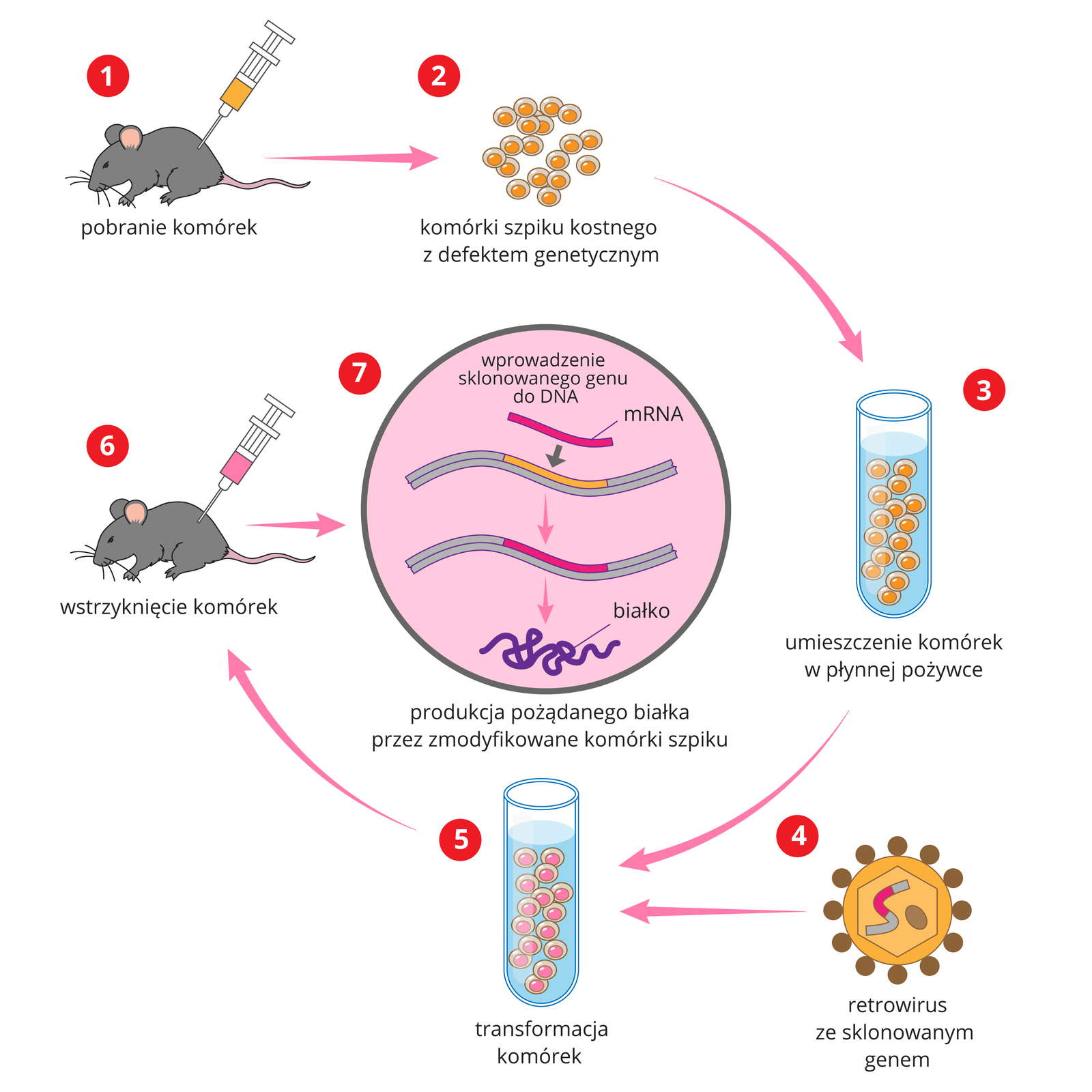 Na schemacie widoczna jest mysz, od której pobiera się strzykawką komórki szpiku kostnego z defektem genetycznym. Komórki umieszcza się w płynnej pożywce. Następnie dokonuje się transformacji komórek za pomocą retrowirusa ze sklonowanym genem. Po transformacji komórki wstrzykuje się myszy. Sklonowany gen (mRNA) zostaje wprowadzony do DNA myszy, na skutek czego dochodzi do produkcji pożądanego białka przez zmodyfikowane komórki szpiku.