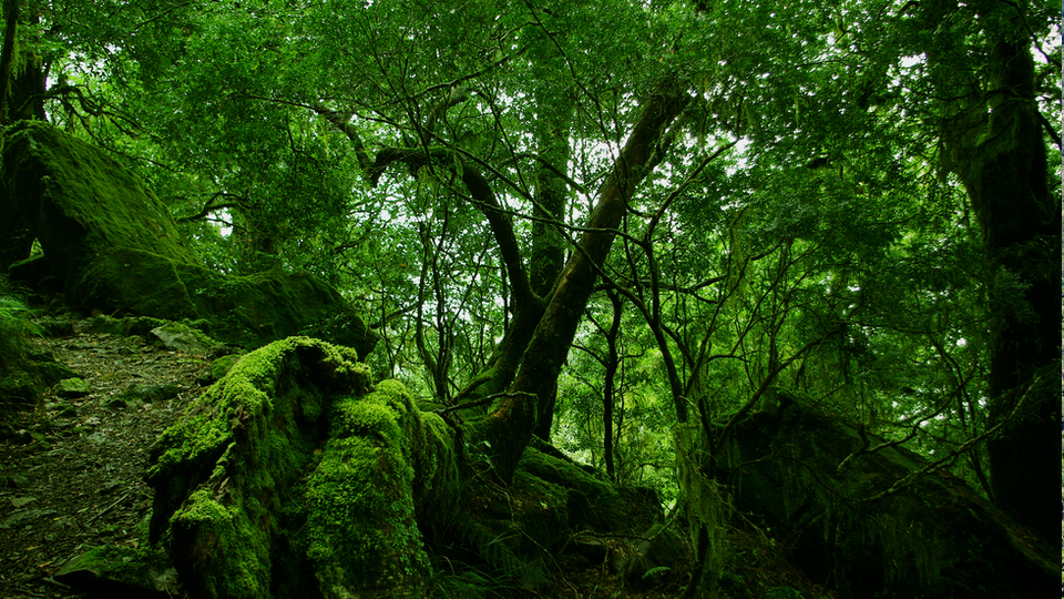 Fotografia prezentuje dno lasu. Z lewej strony są wystające, porośnięte mchem kamienie o nieregularnych kształtach. Na środku widoczny rozgałęziony pień drzewa liściastego. Teren jest piętrowy i spadzisty po prawej stronie. Panuje półmrok.