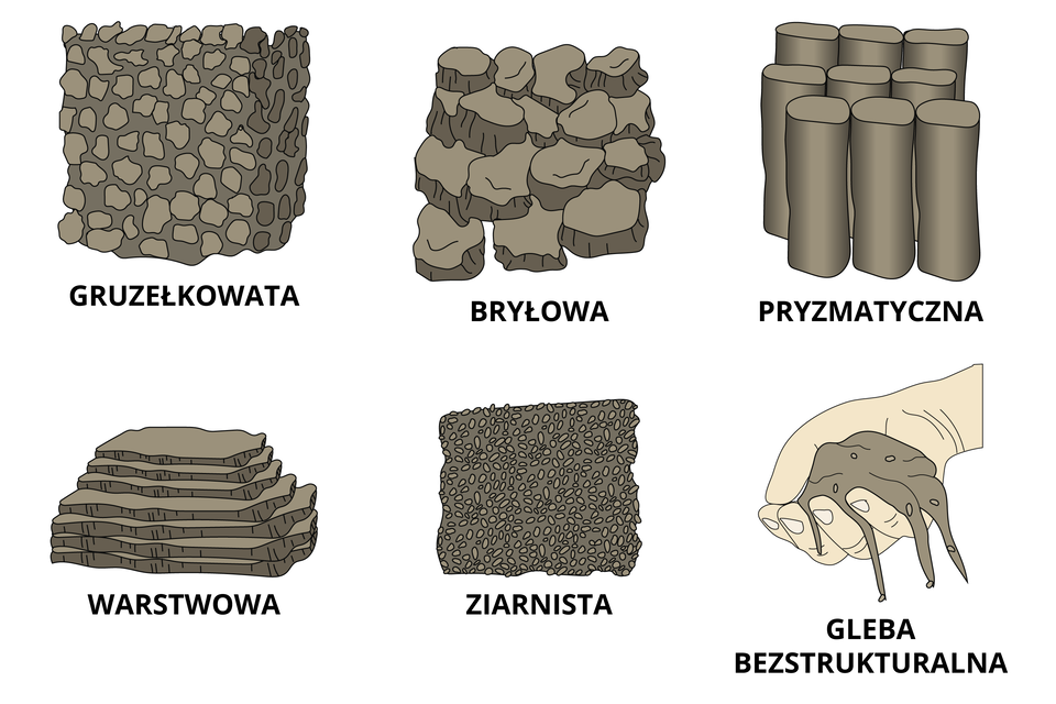 Grafika przedstawia przykłady struktur gleby, są to: Gruzełkowata: Małe, nieregularne grudki, przypominające stos żwiru lub małych kamieni.
Bryłowa: Duże, kanciaste i nieregularne bryły, podobne do połamanych kawałków skały.
Pryzmatyczna: Pionowe kolumny lub pryzmaty, przypominające stojące pionowo pęki kijów.
Warstwowa: Cienkie, płaskie warstwy ułożone jedna na drugiej, podobne do stosu cienkich arkuszy.
Ziarnista: Gęsto upakowane, drobne cząstki, przypominające zbitą masę ziaren lub małych kamyków.
Gleba bezstrukturalna: Luźna i niestrukturalna gleba, której cząstki przelatują przez palce.