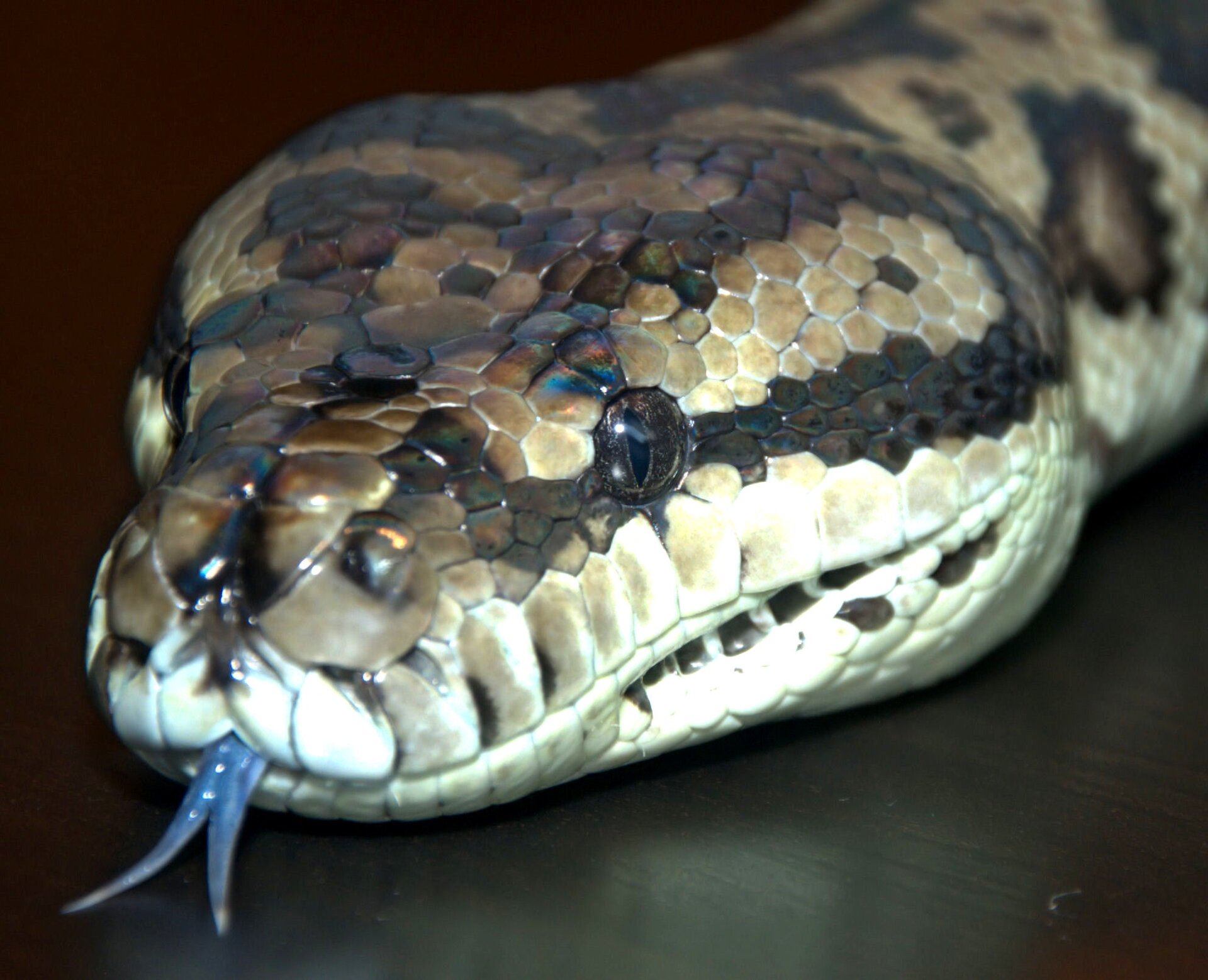 Zdjęcie przedstawia zbliżenie na pysk pytona dywanowego. Z jego ust wystaje siny język o rozdwojonej końcówce. Jego łuski o nieregularnym kształcie mają barwę od kremowej, przez brązową do czarnej.    