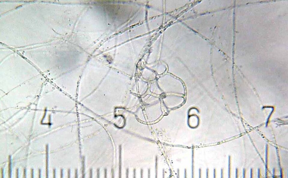 Arthrobotrys oligosporus to gatunek drapieżnego grzyba, należącego do workowców (Ascomycota). Część strzępek jego grzybni tworzy sieć łowną zbudowaną z kilku zamkniętych pętli. Gdy poruszający się w glebie nicień nieopatrznie wpełźnie do wnętrza pętli, wtedy komórki, które ją budują, natychmiast pęcznieją, w wyniku czego pętla się zaciska i nicień ginie. Strzępki grzyba wrastają do ciała upolowanej ofiary i trawią ją od wewnątrz.