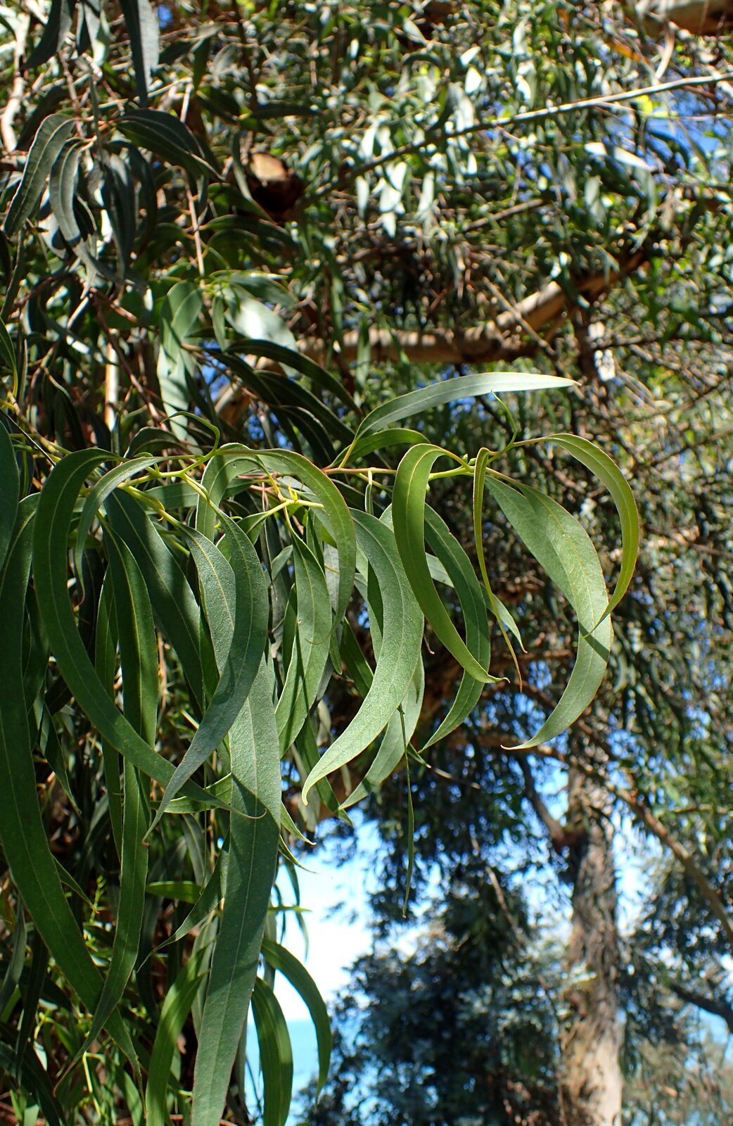 Na planszy widoczna jest brązowa, cienka, długa gałązka eukaliptusa, którą porastają pociągłe, wąskie, ciemno‑zielone, liczne, skierowane w dół liście eukaliptusa.