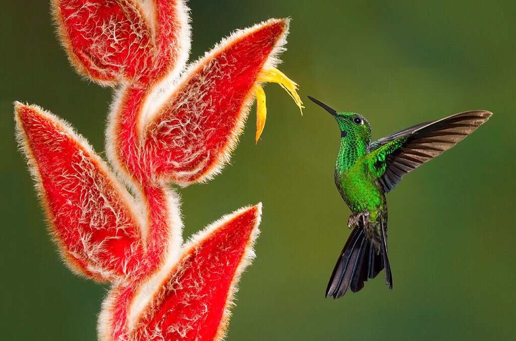 Zdjęcie kolibra spijającego nektar z kwiatu helikonii. Koliber ma rozpostarte skrzydła. Ma długi, wąski dziób, który zanurza w kielich kwiatu by wyssać nektar.. 