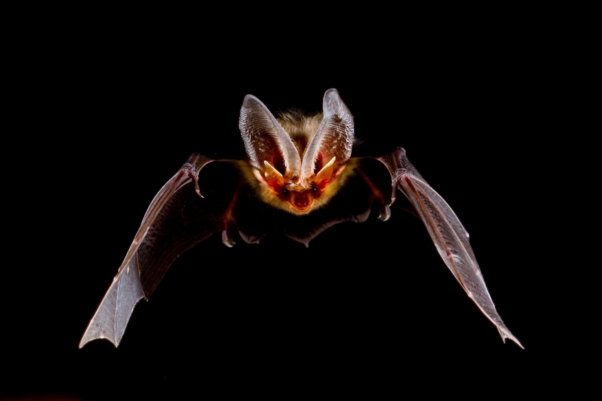 Zdjęcie przedstawia lecącego nietoperza na czarnym tle. Nietoperz ma kształt bryły z wystającymi po obu stronach  ugiętymi do dołu skrzydłami. Nietoperz ma bardzo duże uszy.