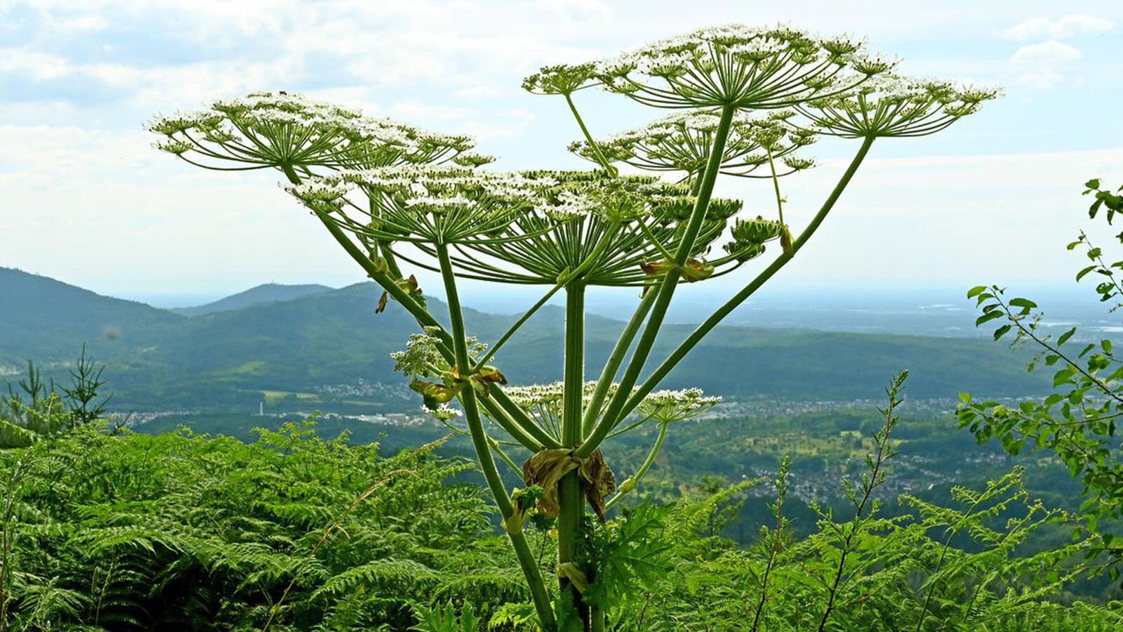 Zdjęcie przedstawia roślinę o nazwie barszcz sosnowskiego. Długa prosta łodyga rozgałęziona na górze zakończona wieloma drobnymi, białymi kwiatami ułożonymi prawie na tej samej wysokości na płasko ku górze.