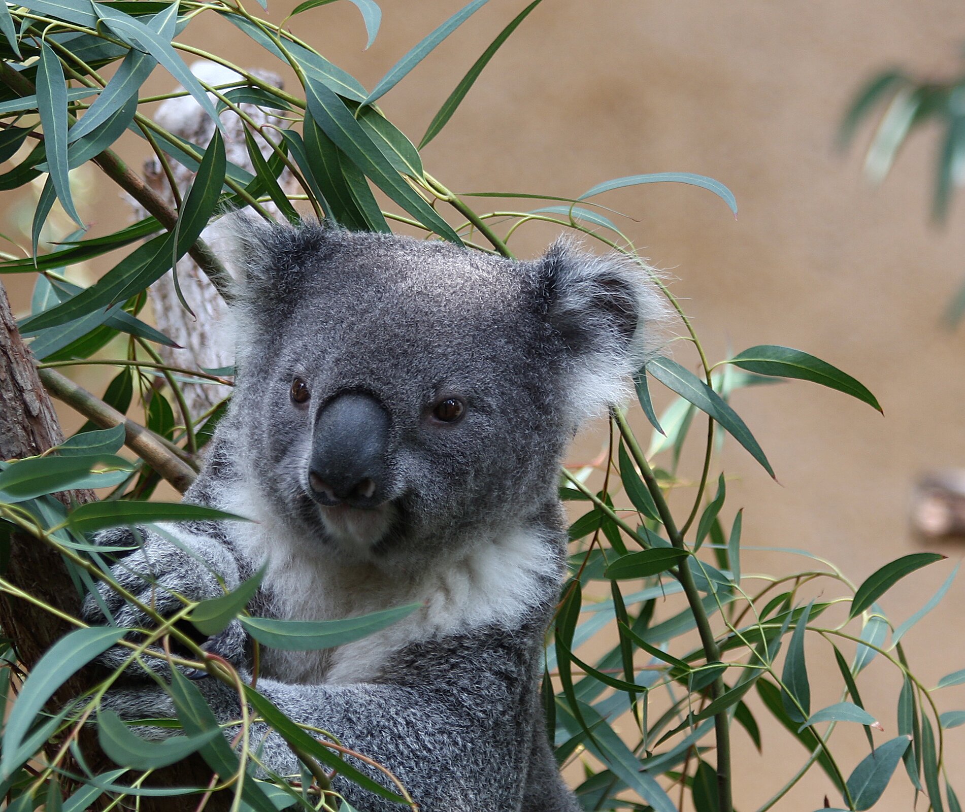 Na zdjęciu koala wśród liści eukaliptusa.