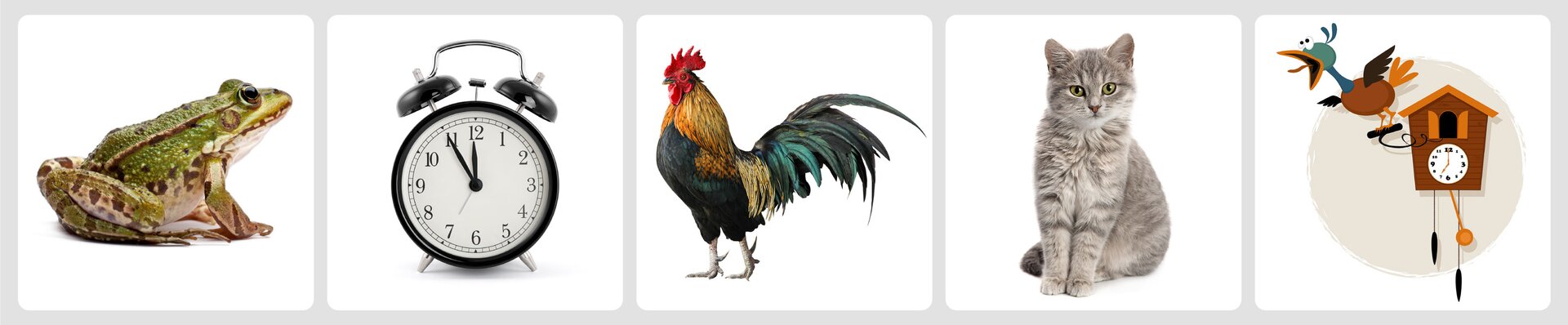 Ilustracja przedstawia pięć kart z obrazkami. Kolejno jest to żaba, budzik, kogut, kot i zegar z kukułką.