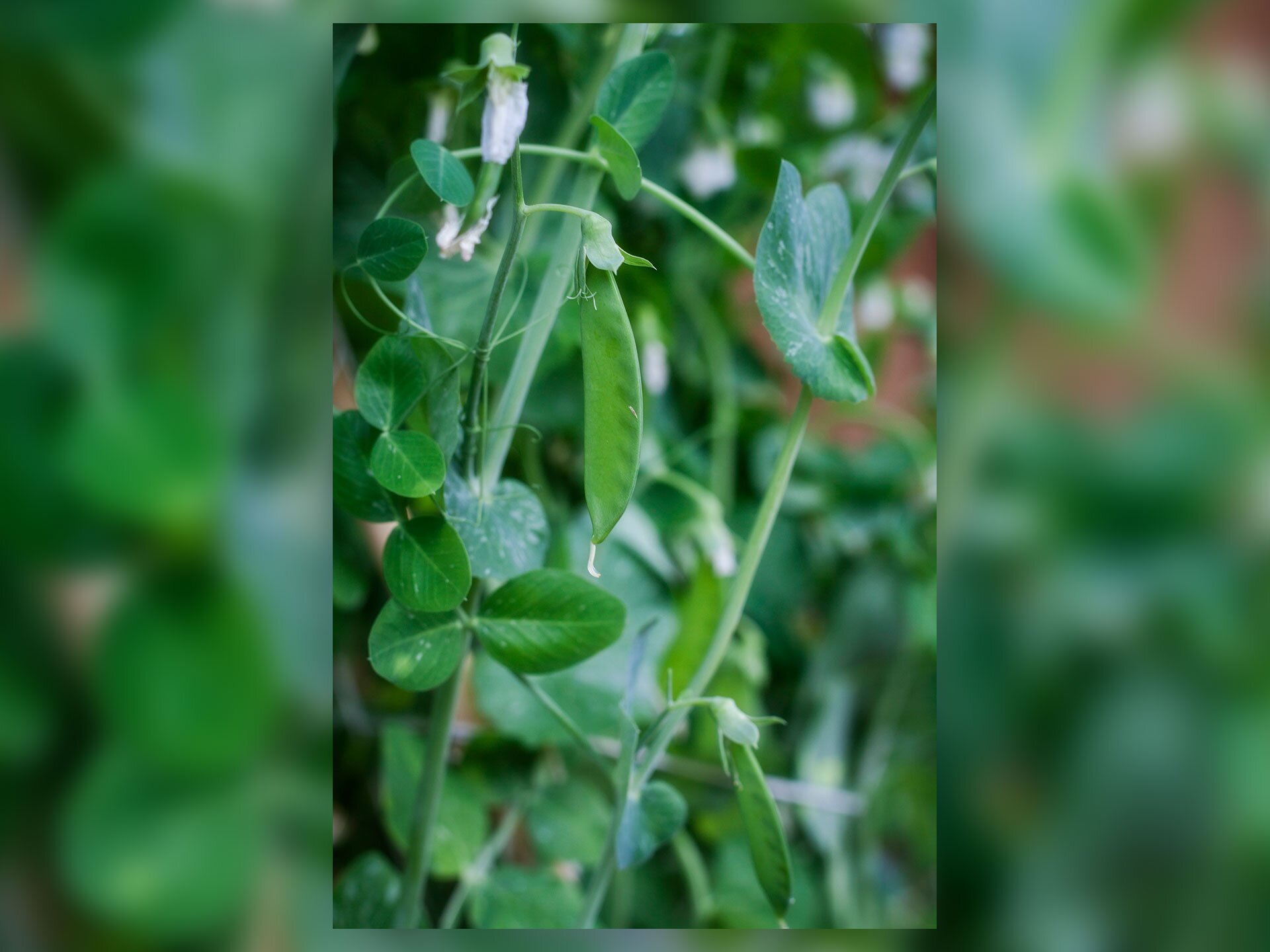 Fotografia przedstawia kwitnący i owocujący groszek o pnących, prostych łodygach, z dwoma rodzajami liści: liścmi pierzastymi, ułożonymi naprzemianlegle oraz liścmi przekształconymi w wąsy czepne.