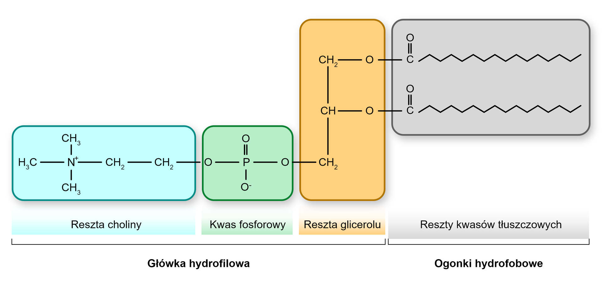 Schemat fosfolipidu. Cząsteczka ta składa się z hydrofilowej główki, w której skład wchodzą połączone wiązaniami reszta choliny, kwas fosforowy oraz reszta glicerolu i ogonka hydrofobowego który tworzą reszty kwasów tłuszczowych.