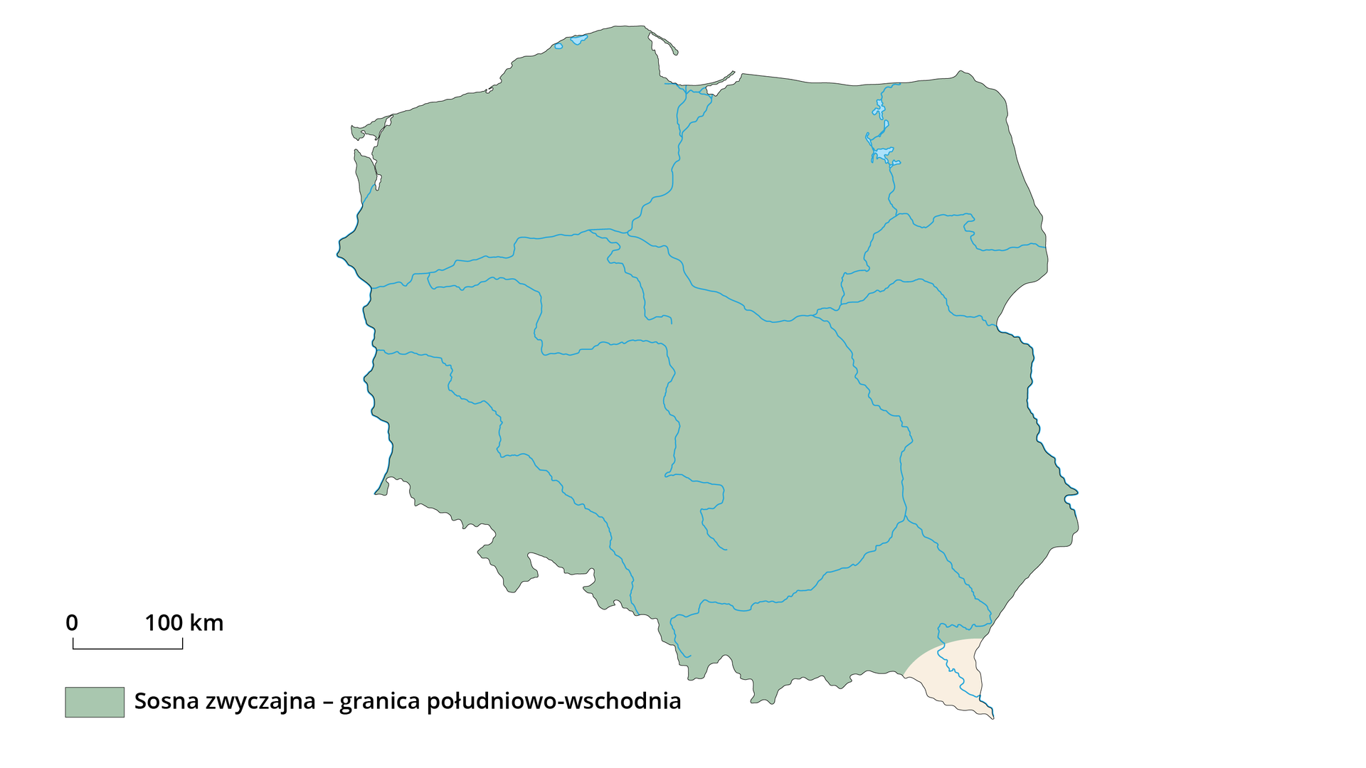 Na mapie Polski zaznaczono zasięg występowania sosny zwyczajnej. To cała Polska z wyjątkiem południa województwa podkarpackiego.  