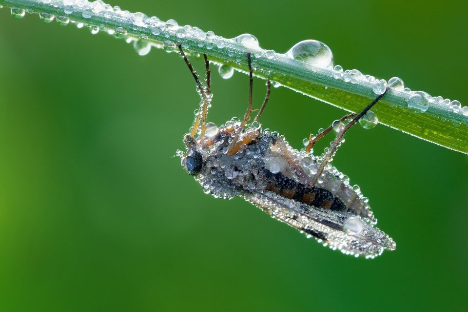 Fotografia barwna przedstawiająca rosę - osad atmosferyczny w postaci kropelek wody powstających w wyniku skraplania się pary wodnej zawartej w powietrzu bezpośrednio na roślinach i innych przedmiotach.