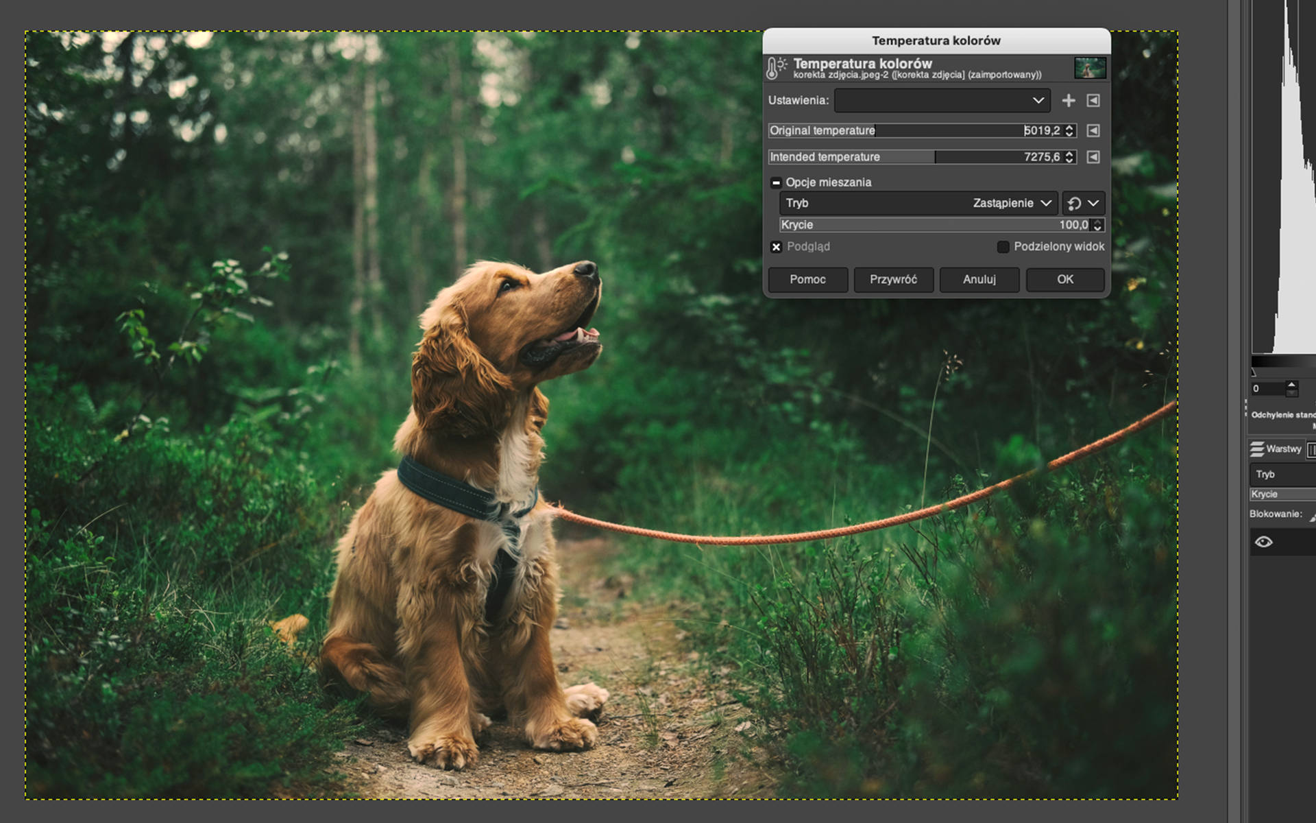 Ilustracja przedstawia okno dialogowe. W obszarze roboczym jest pies siedzący na wąskiej leśnej ścieżce. Kolor trawy i drzew jest ciemnozielony, ale soczysty. Na tle zdjęcia wyświetla się okno dialogowe o nazwie: Temperatura kolorów. Tam parametry. W Original temperature jest wartość: 5019.2, w Intended temperature: 7275.6. Po prawej stronie okna jest histogram oraz panel dotyczący warstw. 