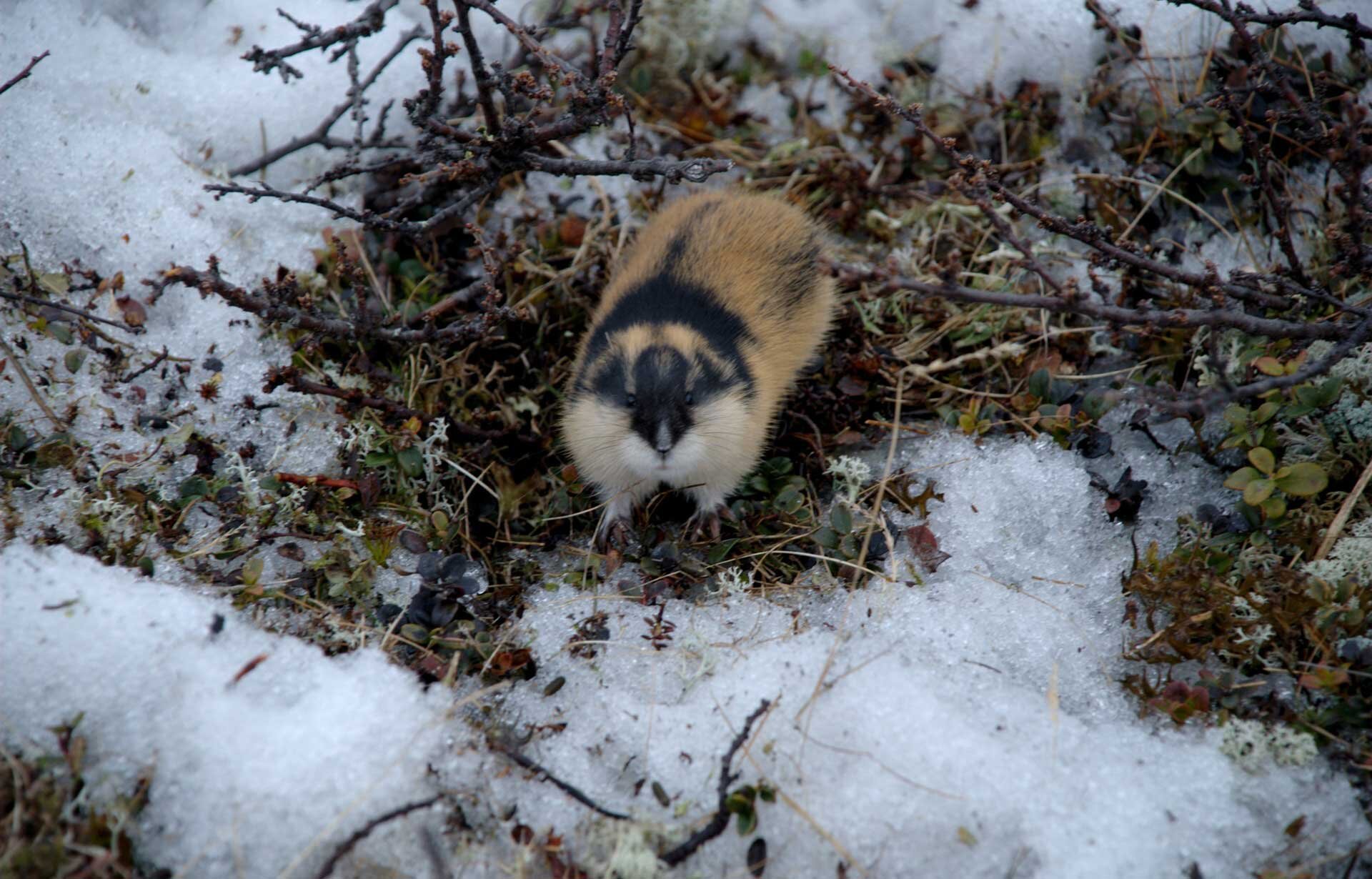 Fotografia prezentuje niewielkich rozmiarów leminga o brązowo-białej sierści. Pomiędzy oczami i z tyłu głowy ma czarne pasy. Leming siedzi na ziemi pomiędzy topniejącym śniegiem i brązowymi, połamanymi gałązkami.