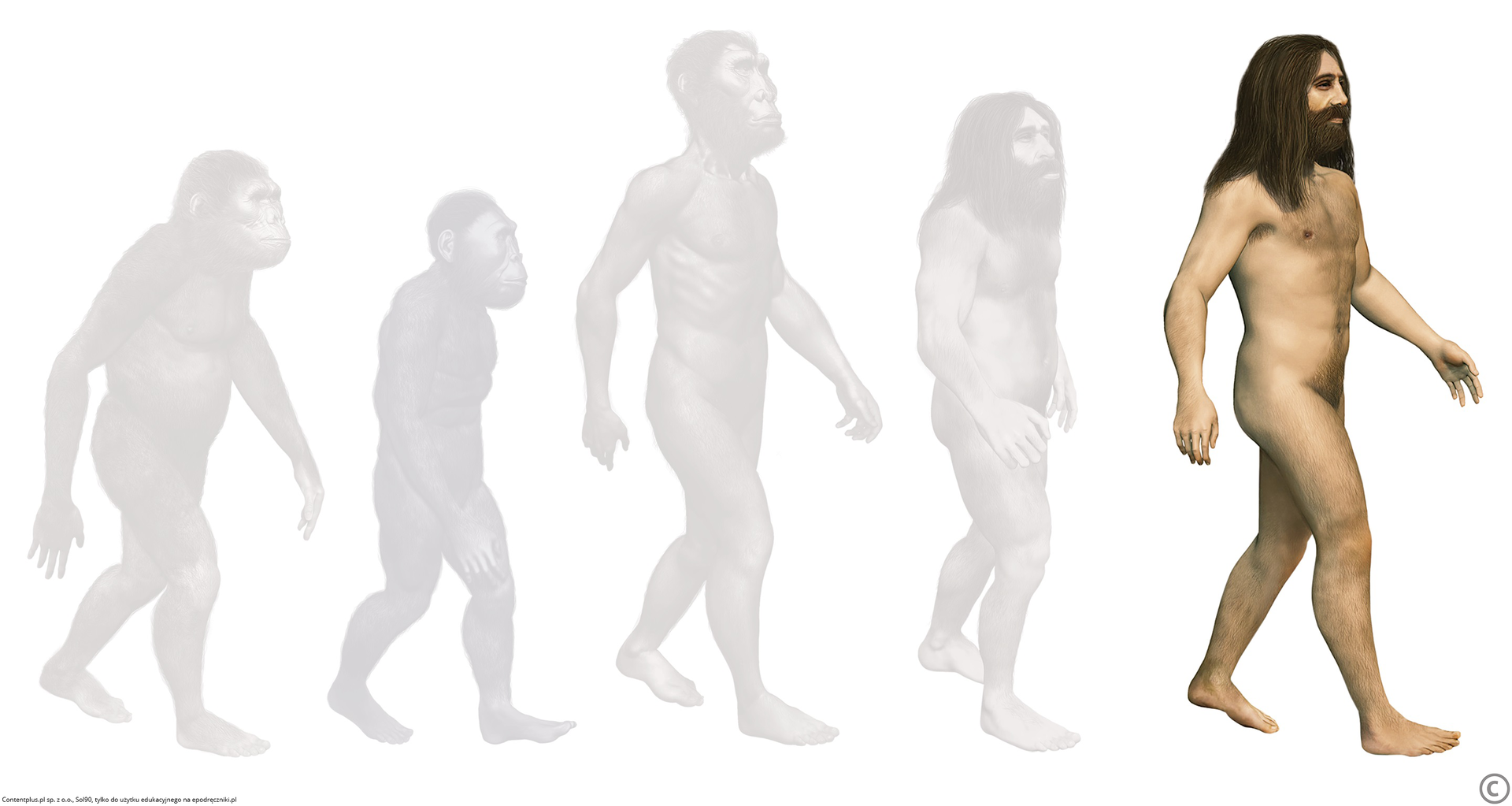 Ilustracja przedstawia schemat rozwoju gatunku ludzkiego. Bliżej prawej krawędzi zaznaczono schematycznie Homo sapiens sapiens, z długimi włosami na głowie i brodą. W centrum i po lewej stronie ilustracji cienie pozostałych gatunków, poprzedników Homo sapiens w procesie ewolucji.