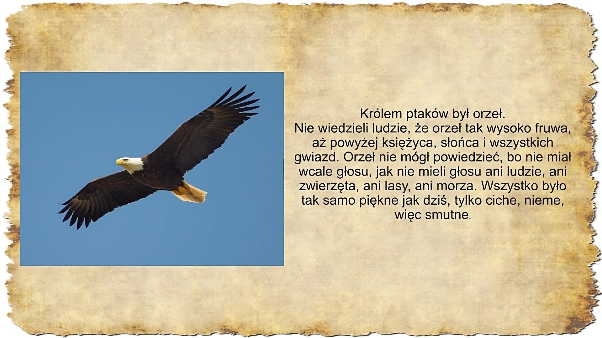 Po prawej stronie slajdu zamieszczony jest tekst: Królem ptaków był orzeł. Nie wiedzieli ludzie, że orzeł tak wysoko fruwa, aż powyżej księżyca, słońca i wszystkich gwiazd. Orzeł nie mógł powiedzieć, bo nie miał wcale głosu, jak nie mieli głosu ani ludzie, ani zwierzęta, ani lasy, ani morza. Wszystko było tak samo piękne jak dziś, tylko ciche, nieme, więc smutne. Po lewej stronie slajdu zamieszczona jest fotografia orła z rozpostartymi skrzydłami na tle błękitnego nieba.
