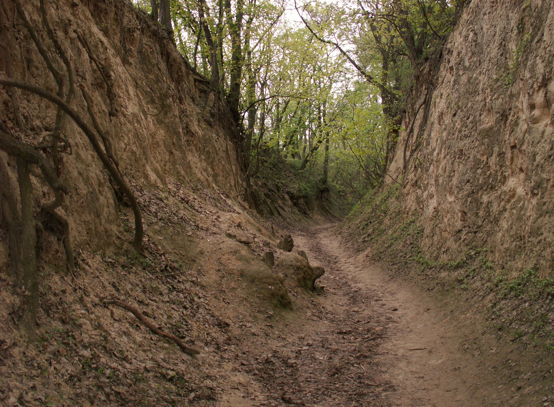 Kolorowe zdjęcie. Wąwóz Królowej Jadwigi w Sandomierzu. Wąska ścieżka między ostro wznoszącymi się ścianami wąwozu. Na górze drzewa.