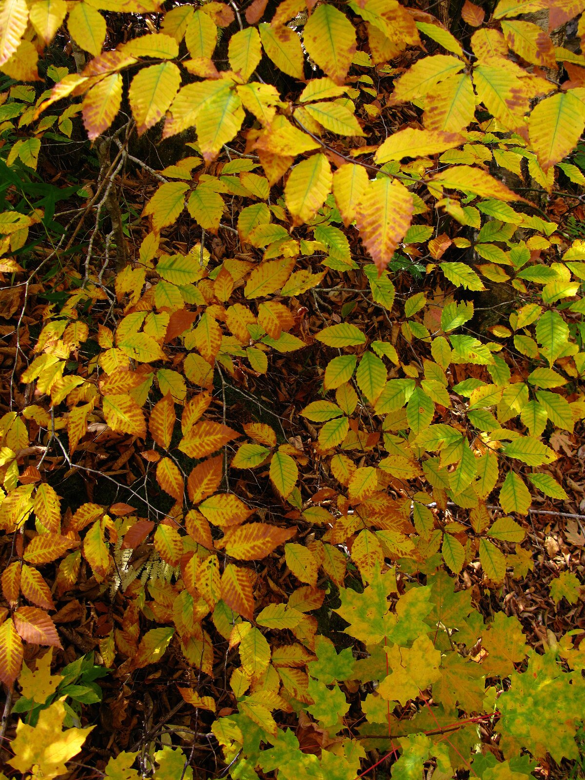 Fotografia przedstawia pożółkłe liście drzewa.