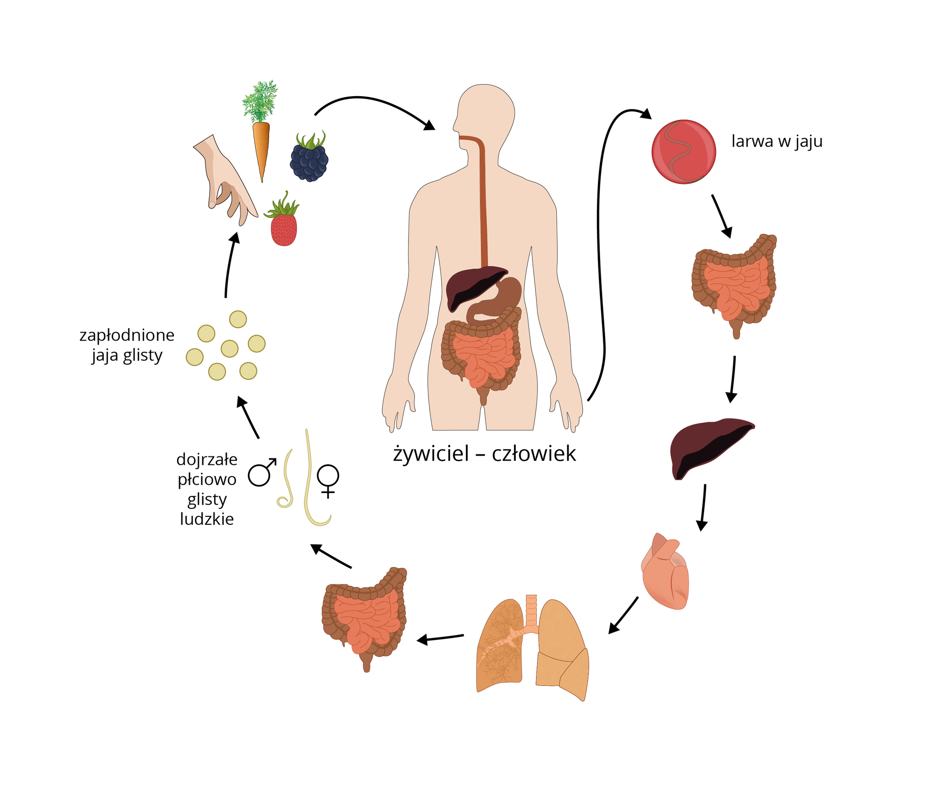 Ilustracja przedstawia schematycznie cykl rozwojowy glisty ludzkiej. W centrum znajduje się model anatomiczny człowieka z przedstawionym układem pokarmowym. Wokół kolejne stadia rozwojowe w postaci rysunków. Czarne strzałki wskazują ich kolejność: okrągłe, czerwone jajo z podłużną, brązową larwą, następnie długie, brązowe, spiralne jelito cienkie, ciemno‑brązowa, trójkątna wątroba, różowe, pociągłe serce, jasno‑brązowe, pociągłe płuca, długie, brązowe, spiralne jelito cienkie, dojrzałe płciowo długie, cienkie, żółte glisty ludzkie, okrągłe, zapłodnione jaja glisty ludzkiej, brudne dłonie, obok których znajdują się warzywa i owoce i następnie człowiek z widocznym układem pokarmowym.