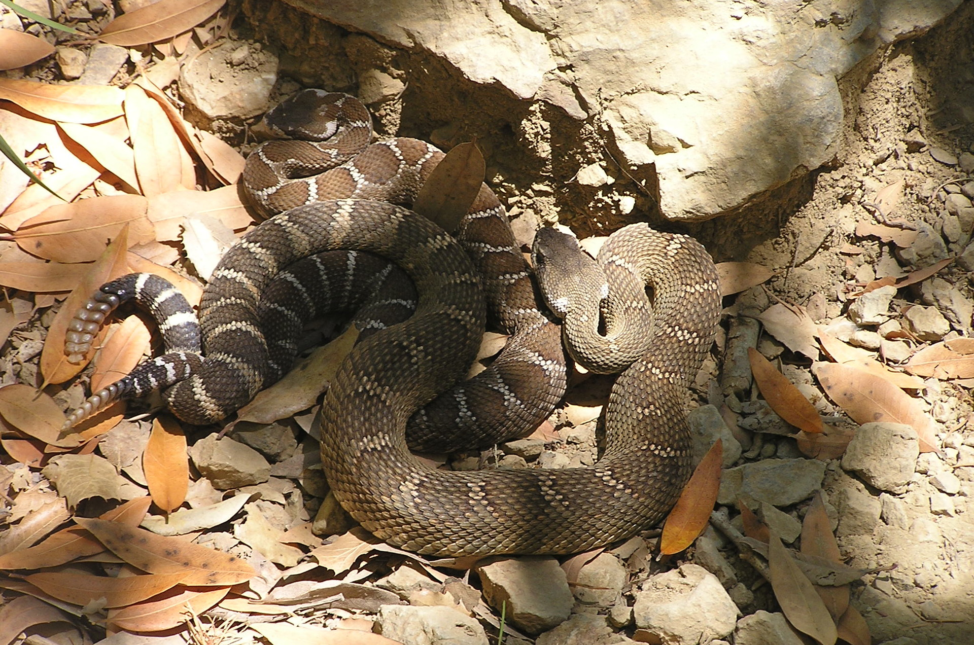 Fotografia prezentuje grzechotnika widocznego z góry pomiędzy kamieniami i żółtymi liśćmi. Grzechotnik ma trójkątną głowę i długie wijące się ciało szarego koloru, pokryte brązowymi grubymi plamami.