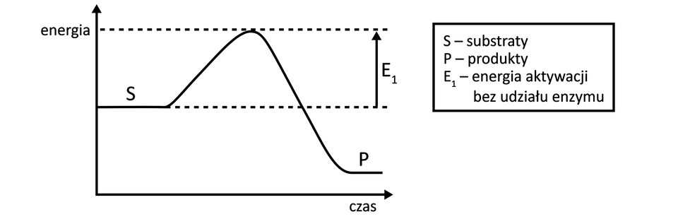Schemat przedstawia przebieg pewnej reakcji chemicznej. Za pomocą krzywych przedstawiono jej przebieg w czasie. W wyniku reakcji następuje przekształcenie substratów oznaczonych literą S, w produkty reakcji oznaczone literą P. Podczas przekształcania substratów w produkty energia swobodna wzrasta, a następnie maleje. Substraty mają wyższą energię swobodną niż produkty.