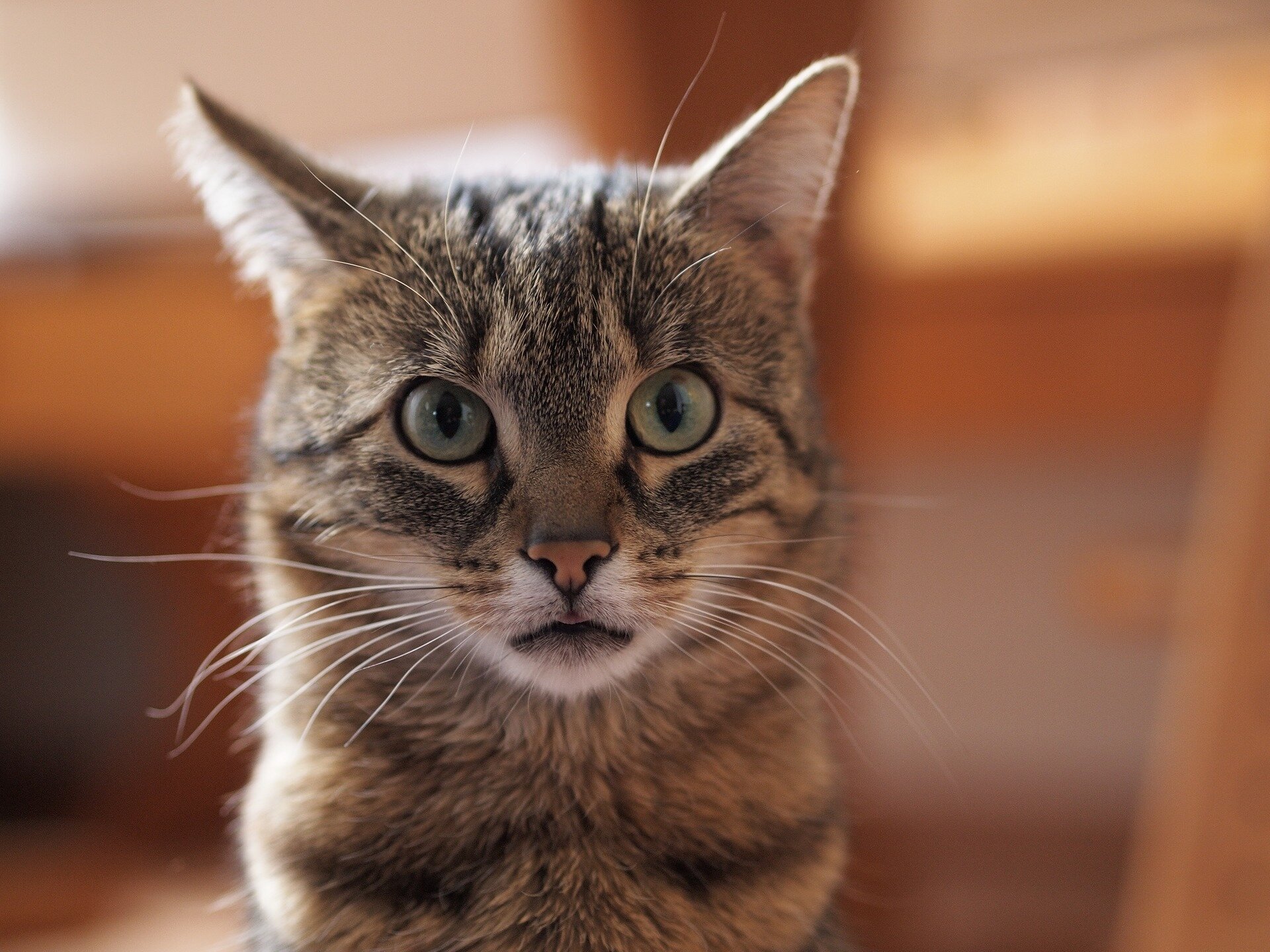 Ilustracja ukazuje głowę kota z uszami skierowanymi na wprost. Zwierzę nasłuchuje odgłosu dobiegającego z przodu. Widoczna jest głowa i szyja kota. Kot jest skoncentrowany, nasłuchuje dźwięków z otoczenia. Tło fotografii jest rozmazane. 