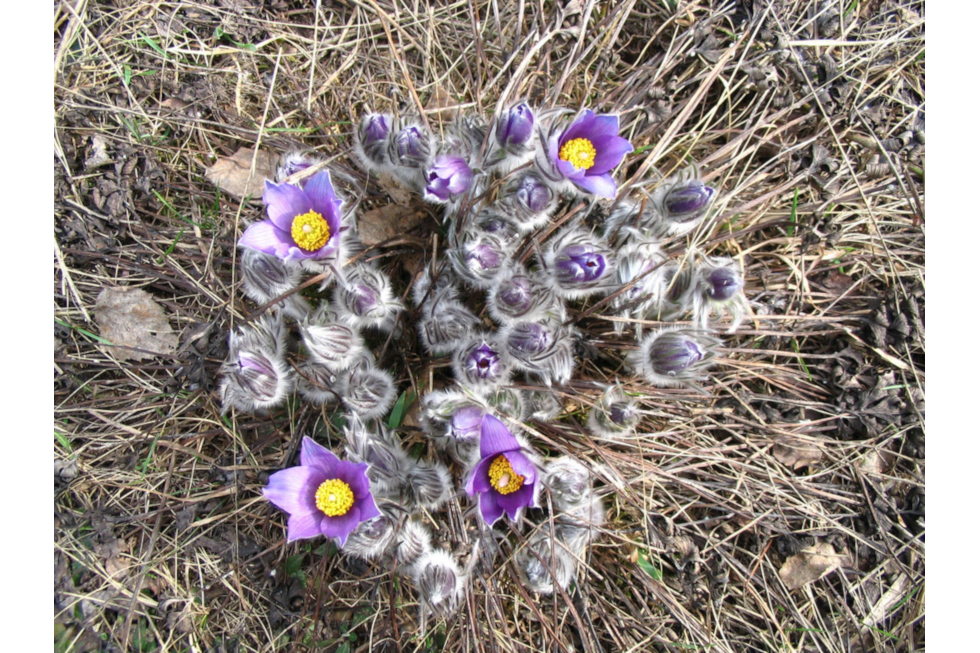 Fotografia przedstawia kępę sasanek w ujęciu z góry. Niektóre rośliny mają rozwinięte fioletowe kwiaty z żółtymi środkami. Pąki kwiatów są mocno srebrzyście owłosione.