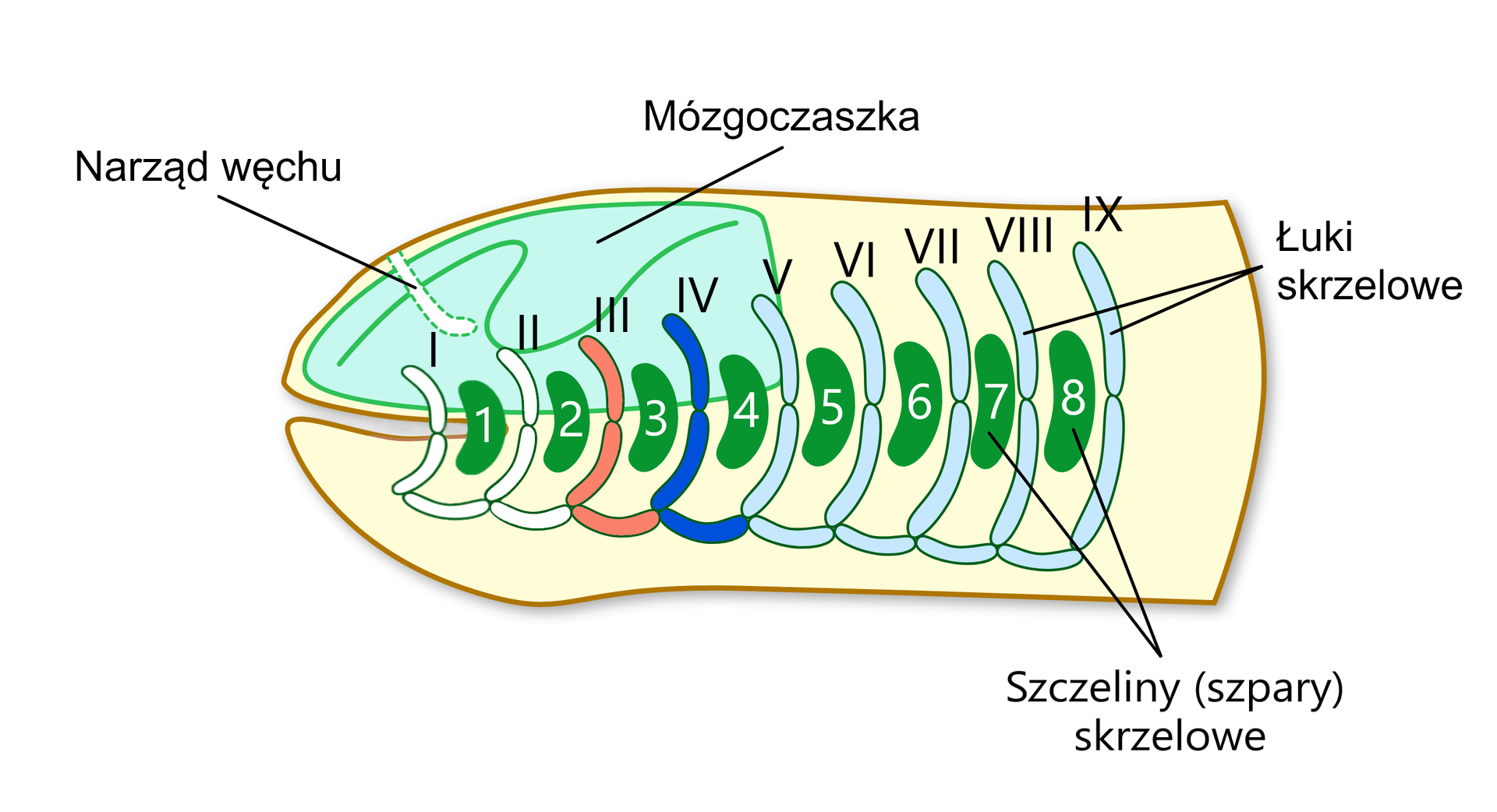 Szkielet trzewioczaszki wymarłych kręgowców bezszczękowych. Widoczne jest dziewięć łuków skrzelowych (ponumerowane od I do IX), pomiędzy którymi znajduje się osiem szczelin (szpar) skrzelowych (ponumerowanych od 1 do 8). Dwie pierwsze pary łuków skrzelowych wraz ze szczelinami na dalszym etapie ewolucji ulegają zanikowi i nie biorą udziału w formowaniu szczęk.  