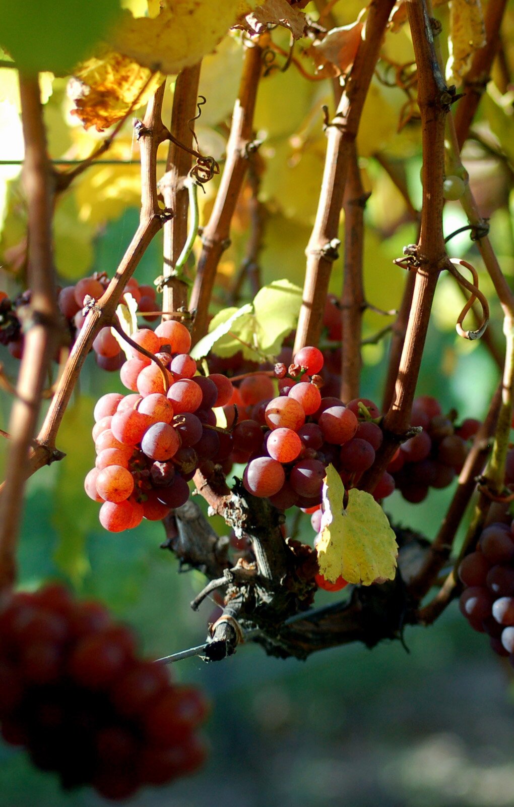 Zdjęcie przedstawia odmianę winorośli Gewürztraminer. Widoczne są brązowe pędy winorośli, u dołu których widoczne są niewielkie kiście winogron złożonych z kulistych jagód w kolorze jasnofioletowym, z czerwonym odcieniem. U góry widoczne są zielone i żółte liście winorośli.