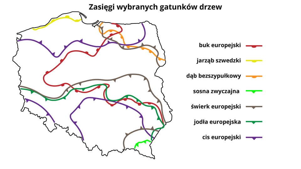 Ilustracja przedstawia zasięgi wybranych gatunków drzew w Polsce. Przedstawiona jest mapa konturowa z zaznaczonymi nieregularnymi, kolorowymi liniami stanowiącymi granicę występowania określonych rodzajów drzew. Obok mapy umieszczona jest legenda. Zasięg występowania buku europejskiego wyznacza czerwona linia, jarzębu szwedzkiego żółta linia, dębu bezszypułkowego pomarańczowa linia, sosny zwyczajnej jasnozielona linia, świerka europejskiego brązowa linia, jodły europejskiej ciemnozielona, a cisu europejskiego fioletowa linia. 