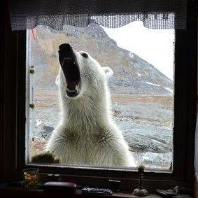 Zdjęcie przedstawiające okno, po drugiej stronie niedźwiedź polarny z otwartą paszczą.