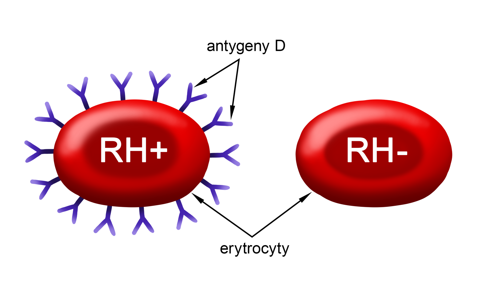 Grafika przedstawia dwa erytrocyty. Na jednym z nich znajdują się antygeny D, kształtem przypominające dużą literę Y.